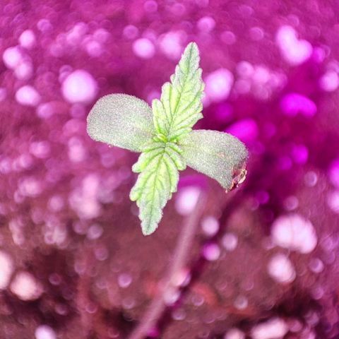 Genética desconocida growlog photo: La pequeña chio
