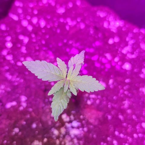 Genética desconocida growlog timeline photo