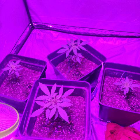 Genética desconocida growlog timeline photo