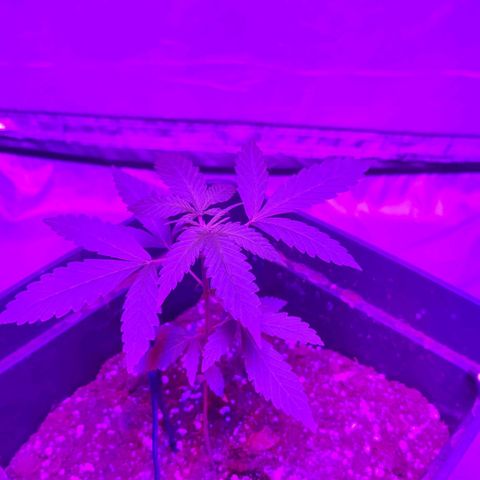 Genética desconocida growlog photo: La segunda más grande 