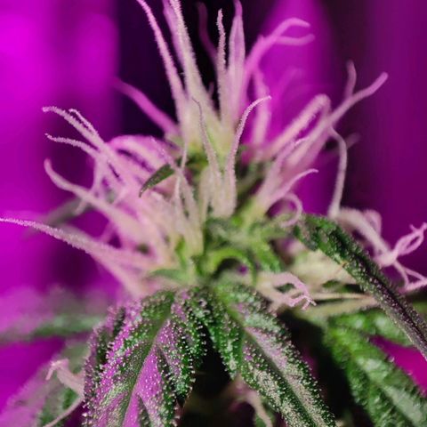 Genética desconocida growlog photo: Le agregué más tierra a la maceta . Se me cayó la planta pero no se ven traumas importantes . Por seguridad le puse un alambre en la base y le coloque la tierra que cayó 