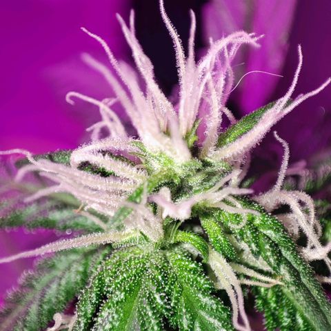 Genética desconocida growlog photo: Le agregué más tierra a la maceta . Se me cayó la planta pero no se ven traumas importantes . Por seguridad le puse un alambre en la base y le coloque la tierra que cayó 