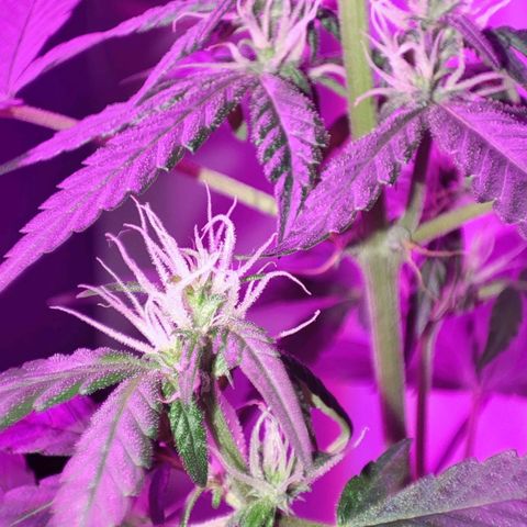 Genética desconocida growlog photo: Le agregué más tierra a la maceta . Se me cayó la planta pero no se ven traumas importantes . Por seguridad le puse un alambre en la base y le coloque la tierra que cayó 