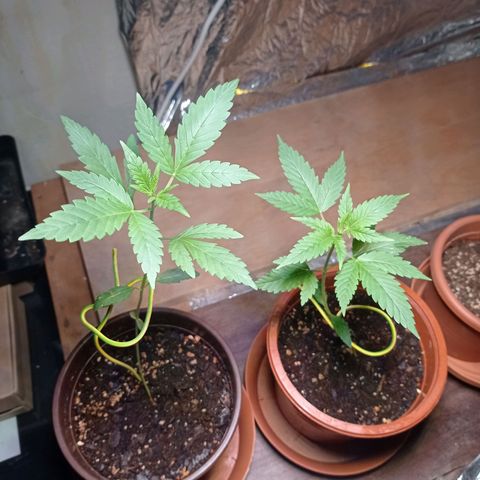 Royal Dwarf growlog timeline photo