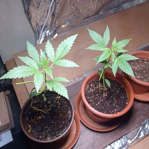 Royal Dwarf growlog timeline photo