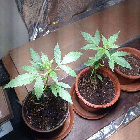 Royal Dwarf growlog timeline photo