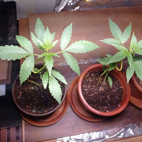 Royal Dwarf growlog timeline photo
