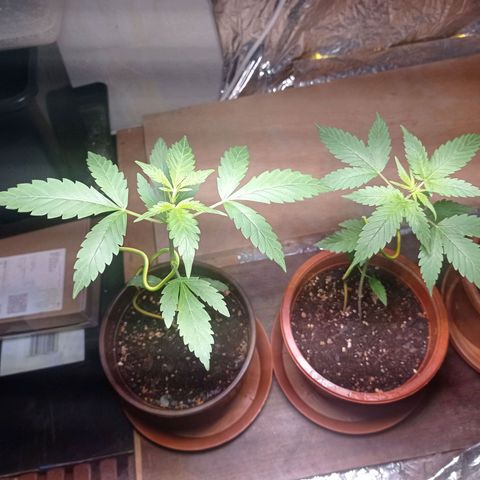 Royal Dwarf growlog timeline photo