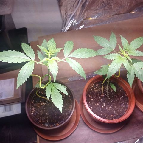Royal Dwarf growlog timeline photo