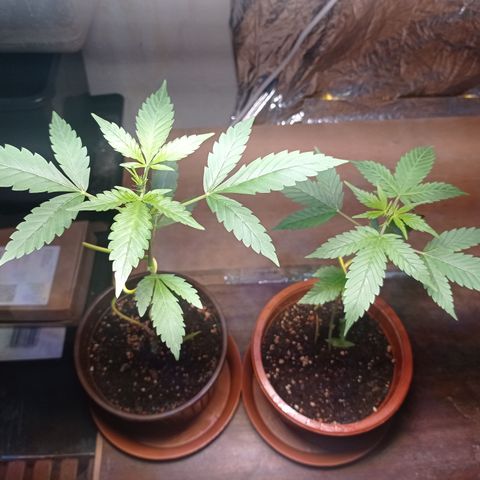 Royal Dwarf growlog timeline photo