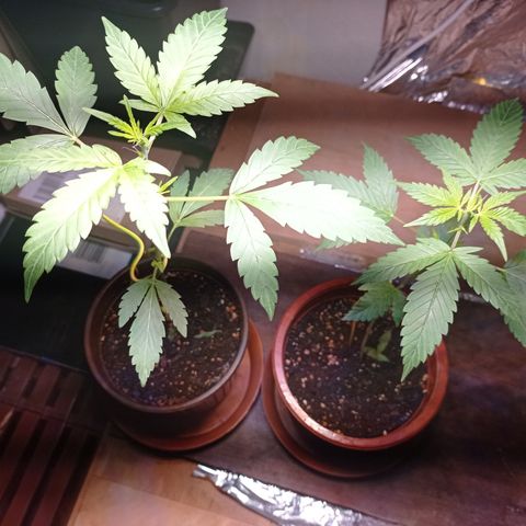 Royal Dwarf growlog timeline photo