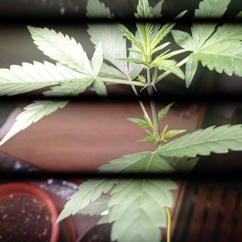 Royal Dwarf growlog timeline photo