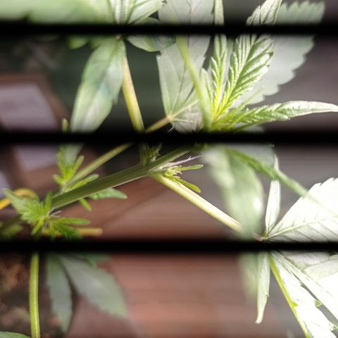 Royal Dwarf growlog timeline photo