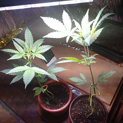 Royal Dwarf growlog timeline photo