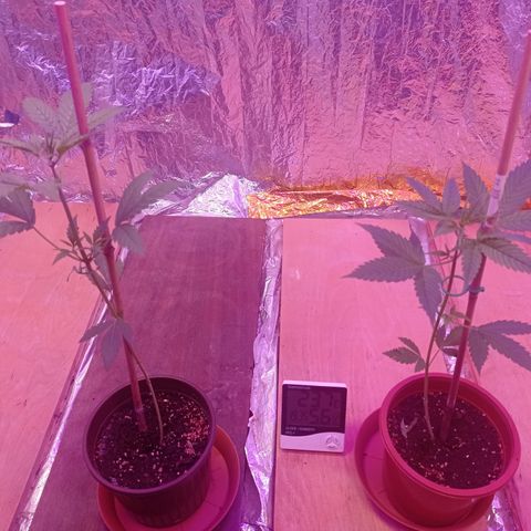 Royal Dwarf growlog timeline photo