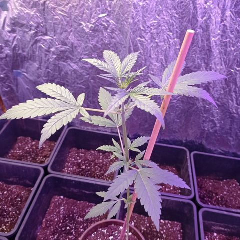 Royal Dwarf growlog timeline photo
