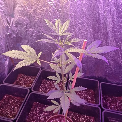 Royal Dwarf growlog timeline photo