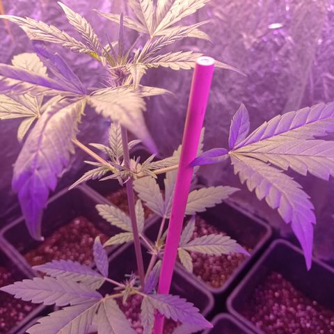 Royal Dwarf growlog timeline photo