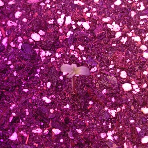 Milky Way #01 growlog photo: 19 seeds are seedling and 2 death of 28pcs