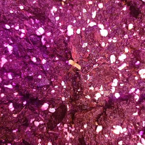 Milky Way #01 growlog photo: 19 seeds are seedling and 2 death of 28pcs