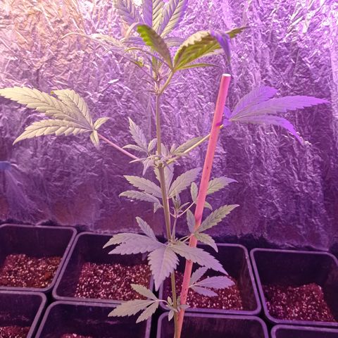 Royal Dwarf growlog timeline photo