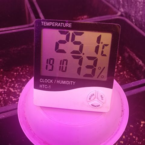 Royal Dwarf growlog timeline photo