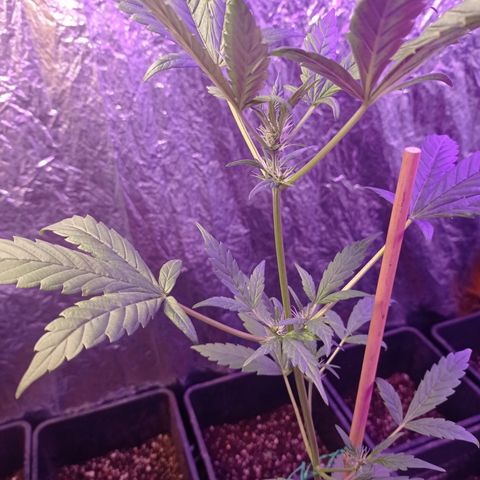 Royal Dwarf growlog timeline photo