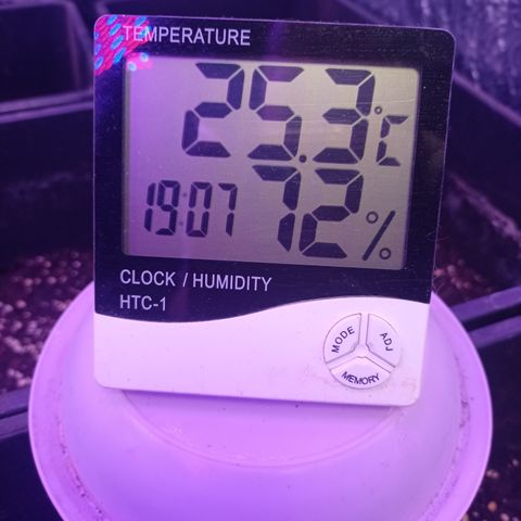 Royal Dwarf growlog timeline photo
