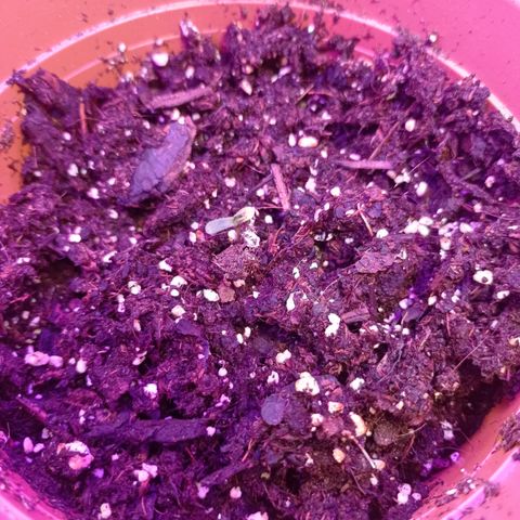 Milky Way #01 growlog timeline photo