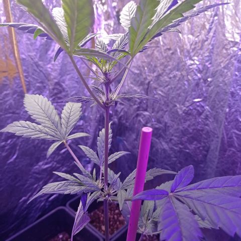 Royal Dwarf growlog timeline photo