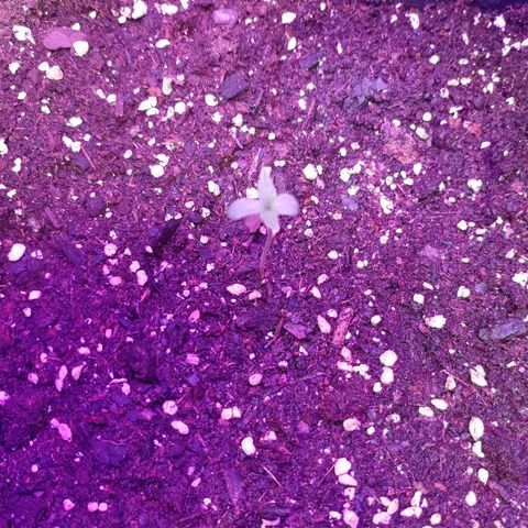 Milky Way #01 growlog timeline photo