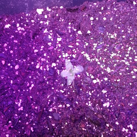 Milky Way #01 growlog timeline photo