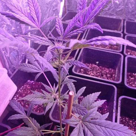 Royal Dwarf growlog timeline photo