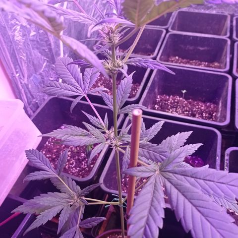 Royal Dwarf growlog timeline photo