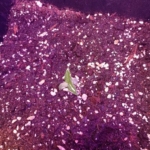 Milky Way #01 growlog timeline photo