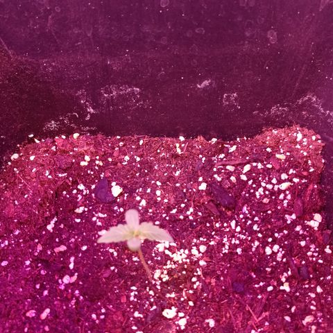 Milky Way #01 growlog timeline photo