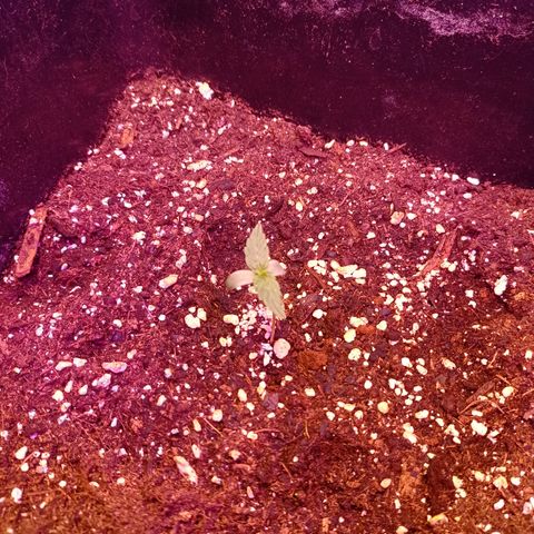 Milky Way #01 growlog timeline photo