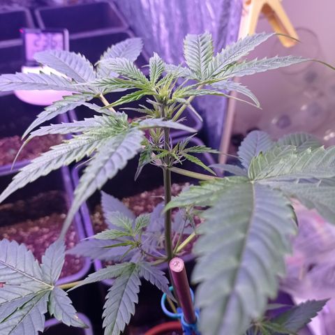 Royal Dwarf growlog timeline photo