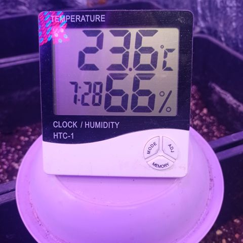 Royal Dwarf growlog timeline photo