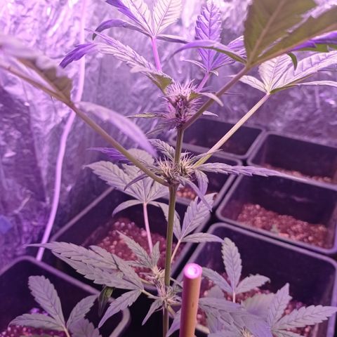 Royal Dwarf growlog timeline photo