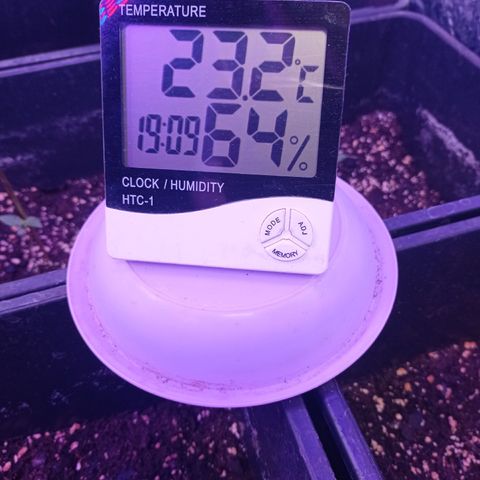 Royal Dwarf growlog timeline photo