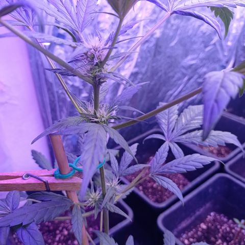 Royal Dwarf growlog timeline photo