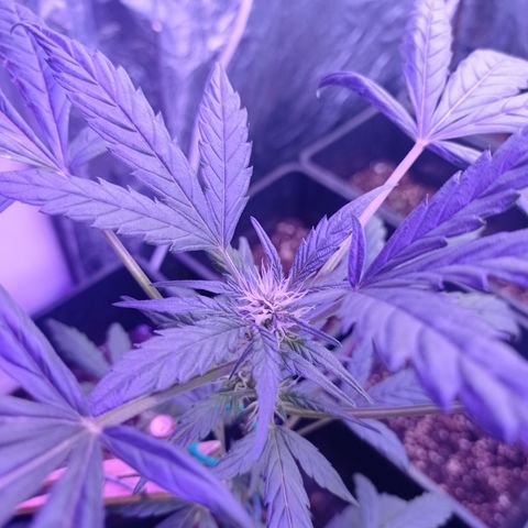 Royal Dwarf growlog timeline photo