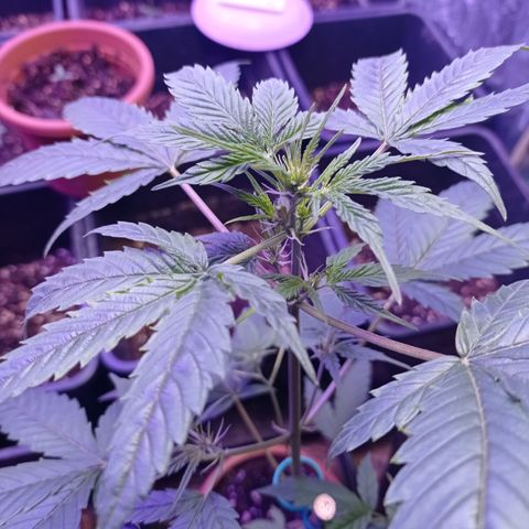 Royal Dwarf growlog timeline photo