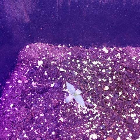 Milky Way #01 growlog timeline photo