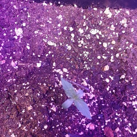 Milky Way #01 growlog timeline photo