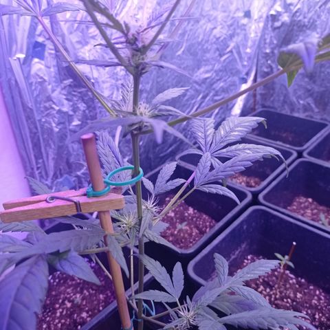 Royal Dwarf growlog timeline photo