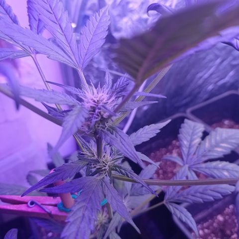 Royal Dwarf growlog timeline photo