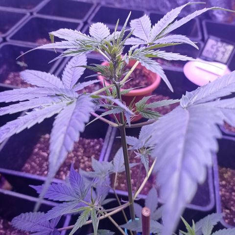 Royal Dwarf growlog timeline photo