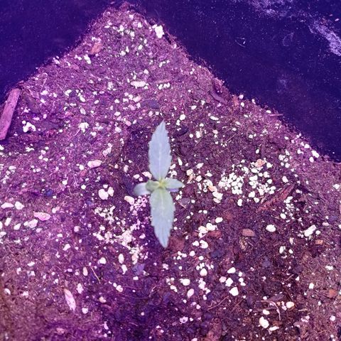 Milky Way #01 growlog timeline photo